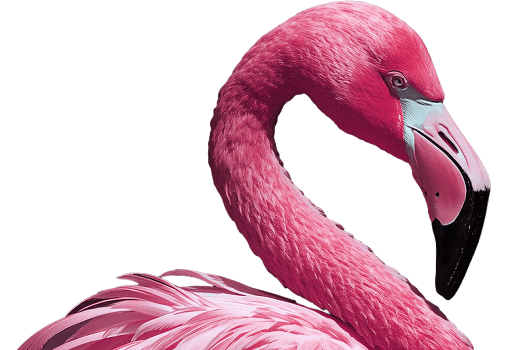 flamingo